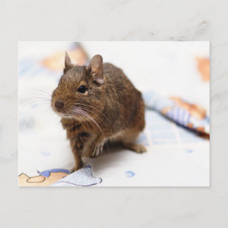Cartão Postal Degu em Pé na Folha