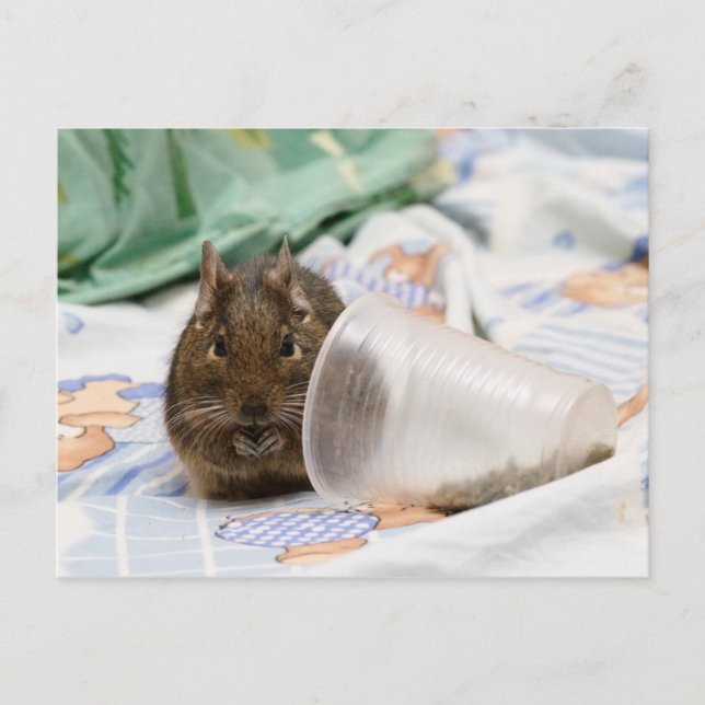 Cartão Postal Degu Gnawing Sua Comida na Cama (Frente)