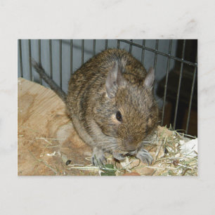 Cartão Postal Degu Na Borda De Madeira De Pá Come Pequenos Bits 