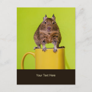 Cartão Postal Degu Sentado em uma Caneca