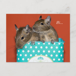 Cartão Postal Degus Dentro Café Tin 'Hi'