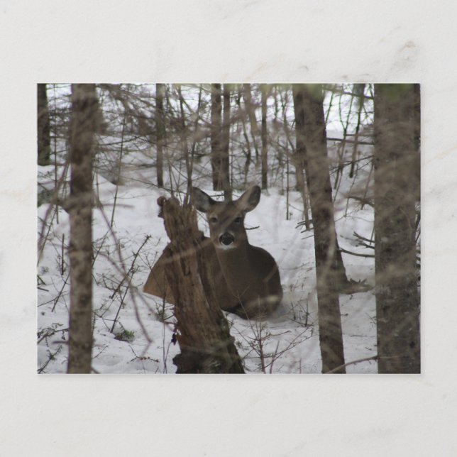 Cartão Postal Deitado em Haynesville, Maine (Frente)