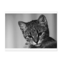 Deixe-me ver... (gato cético)