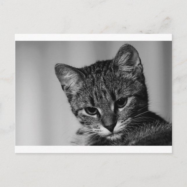 Cartão Postal Deixe-me ver... (gato cético) (Frente)