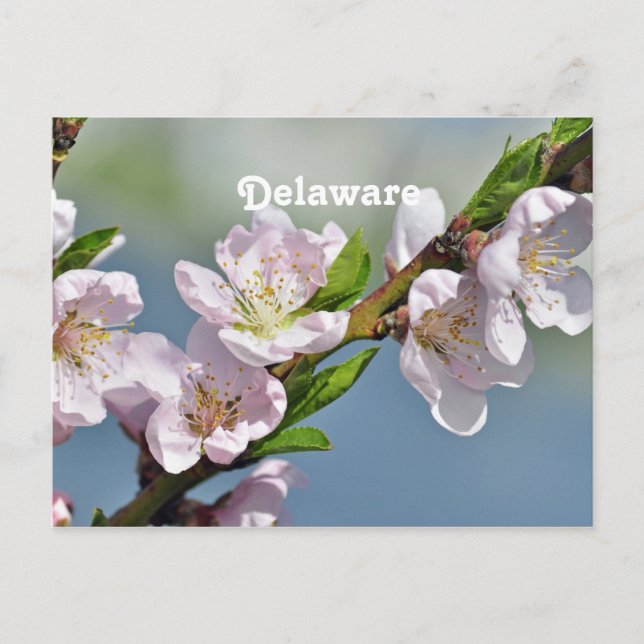 Cartão Postal Delaware (Frente)