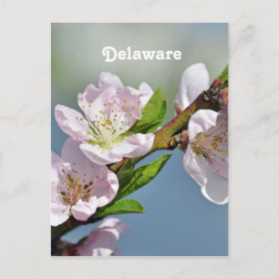 Cartão Postal Delaware