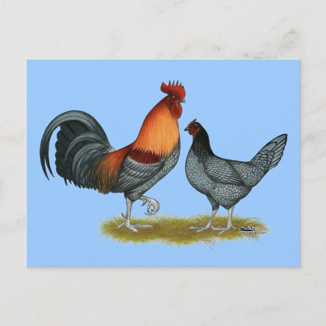 Cartão Postal Delaware Blue Hen (Frente)