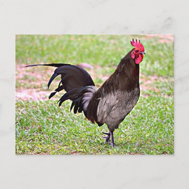 Cartão Postal Delaware Blue Hen (Galo) (Frente)