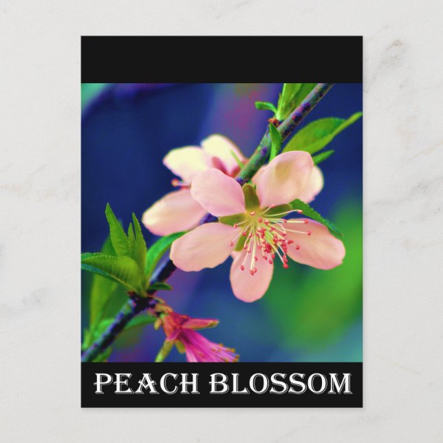 Cartão Postal Delaware Peach Blossoms (Frente)