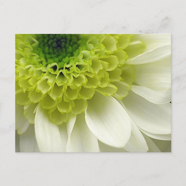 Cartão Postal Deleite do limão (Frente)