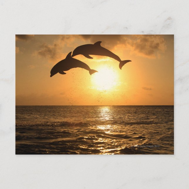 Cartão Postal Delfin 3 (Frente)