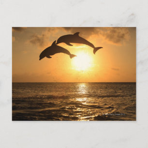 Cartão Postal Delfin 3