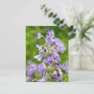 Cartão Postal Delicar flores azuis num campo verde num primavera