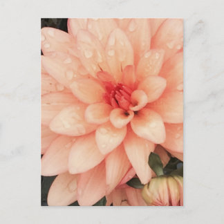 Cartão Postal Delicate Dahlia