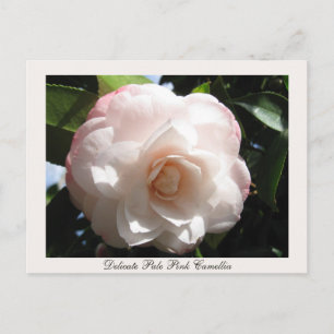 Cartão Postal Delicate Pink Camellia