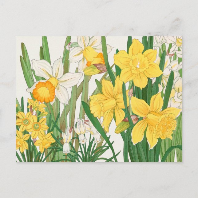 Cartão Postal Delícia das Flores de Daffodil Branco e Amarelo (Frente)
