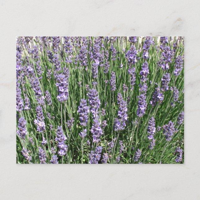 Cartão Postal Delícia de Lavanda Roxa (Frente)