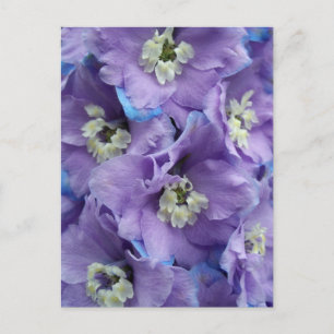 Cartão Postal Delphinium Morning Light