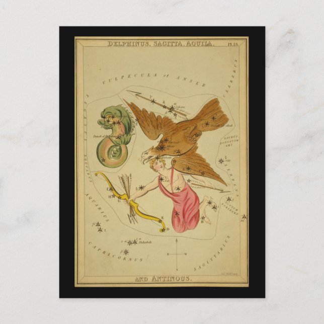Cartão Postal Delphinus, Sagitta, Aquila e Antinos (Frente)
