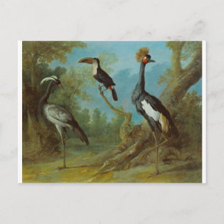 Cartão Postal Demoiselle Crane, Toucan e Crane Tufada