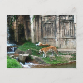 Cartão Postal Den do Tiger