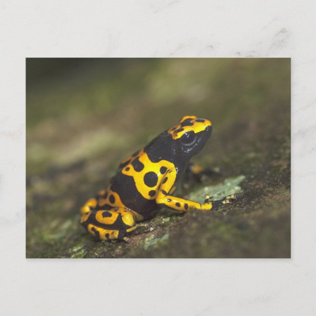 Cartão Postal Dendrobates, Sapo de Dart Venenoso de Banda Amarel (Frente)