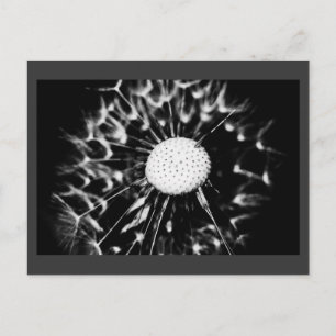 Cartão Postal dente-de-leão preto