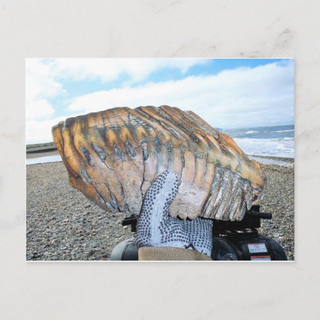 Cartão Postal dente de mamute no alasca 09 (Frente)