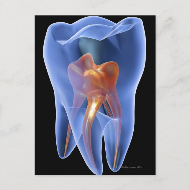 Cartão Postal Dente, secção transversal transparente de um molar (Frente)