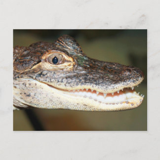 Cartão Postal Dentes De Bebê