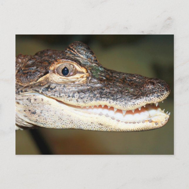 Cartão Postal Dentes De Bebê (Frente)