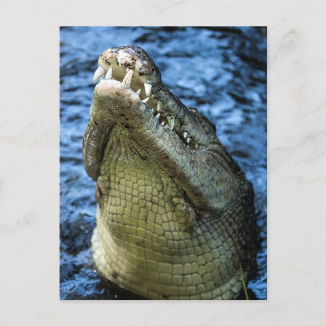 Cartão Postal Dentes De Crocodilo Água (Frente)
