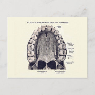 Cartão Postal Dentes Vintage e Diagrama Palatino