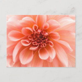 Cartão Postal Dentro a Dahlia Flower