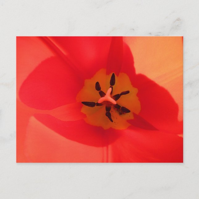 Cartão Postal Dentro a Tulip (Frente)