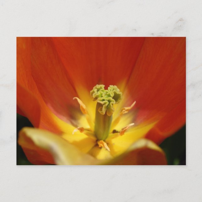 Cartão Postal Dentro a Tulip (Frente)