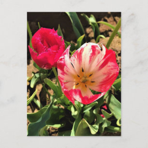 Cartão Postal Dentro a Tulipa Rosa e Branca