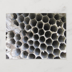 Cartão Postal Dentro da Colmeia