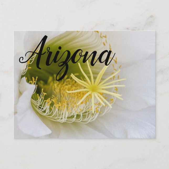 Cartão Postal Dentro de um cacto branco em flor, Arizona (Frente)