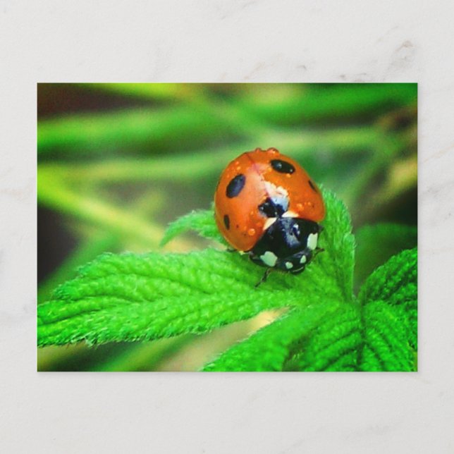Cartão Postal Depois da chuva - Ladybug com gotículas (Frente)