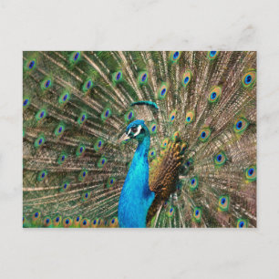 Cartão Postal Der blaue Pfau