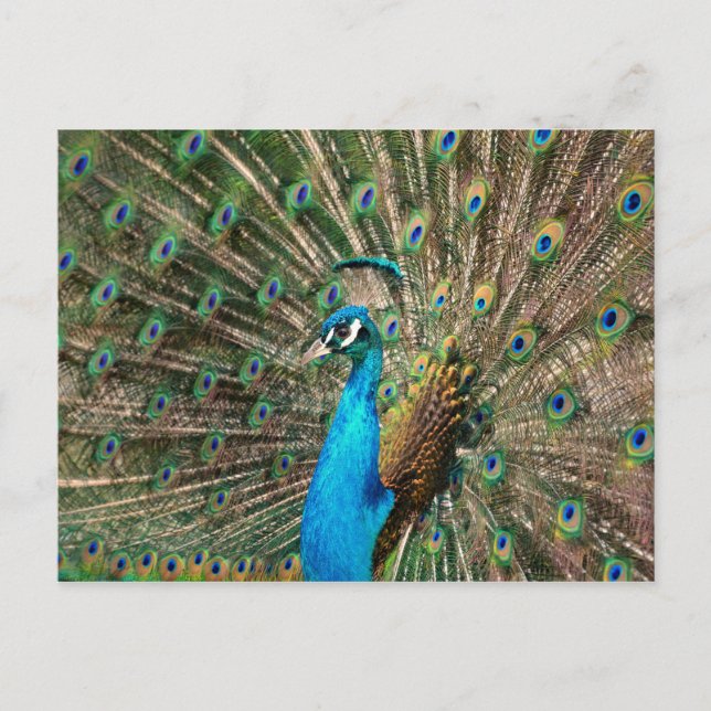 Cartão Postal Der blaue Pfau (Frente)
