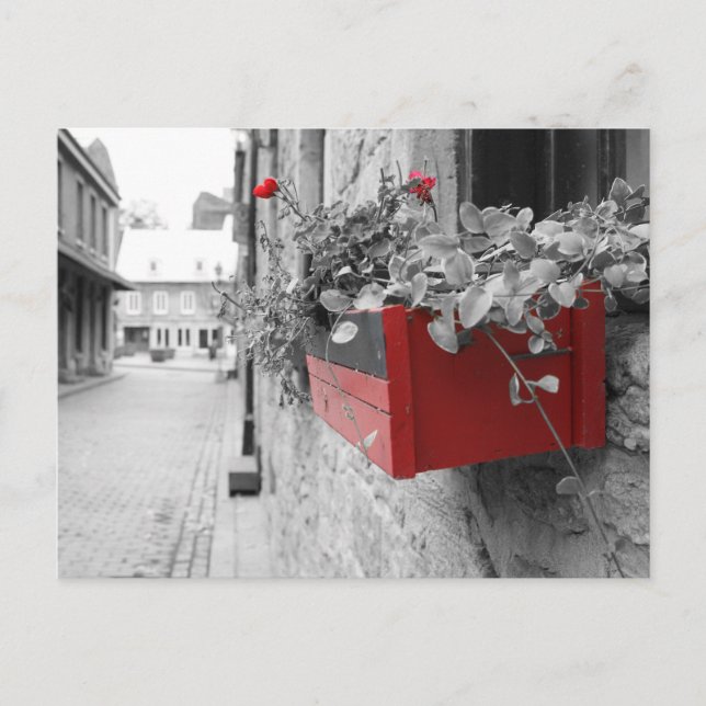 Cartão Postal Des fleurs à Montréal (Frente)