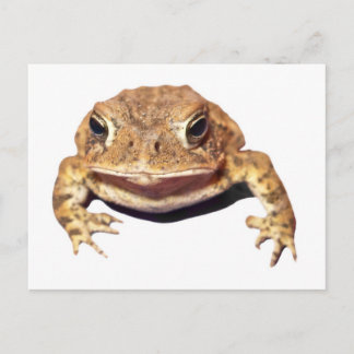 Cartão Postal Desaprovando o Toad