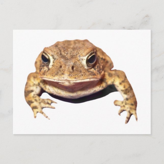 Cartão Postal Desaprovando o Toad (Frente)