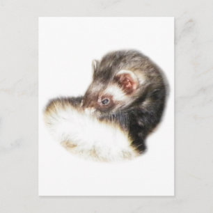 Cartão Postal Desativar Imagem de Ferret