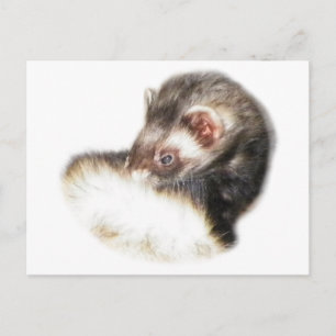 Cartão Postal Desativar Imagem de Ferret