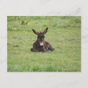 Cartão Postal Descansar na grama