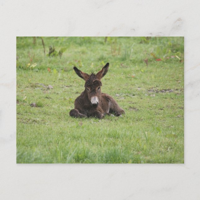 Cartão Postal Descansar na grama (Frente)