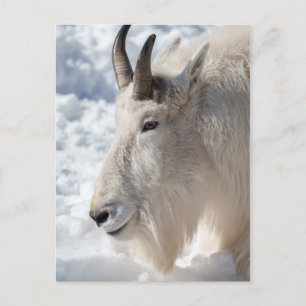 Cartão Postal Descanso de Cabra de Montanha em Neve